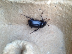 Nicrophorus humator