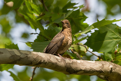 Turdus merula