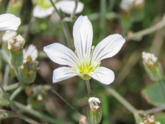 Cherleria laricifolia