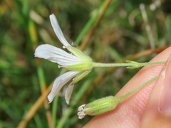 Cherleria laricifolia, photograph (c) Emanuele Santarelli, some rights reserved (CC BY-SA)