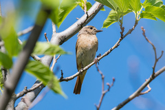 Phoenicurus phoenicurus