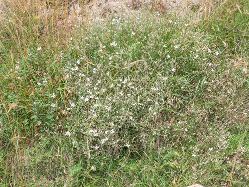 Cherleria laricifolia, photograph 3