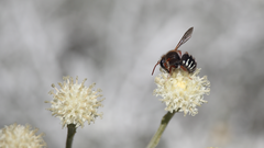 Anthidium