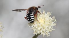 Anthidium