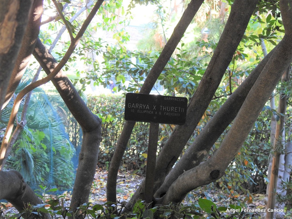 Garrya × thuretii