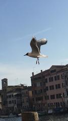 Chroicocephalus ridibundus