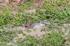 Oryctolagus cuniculus