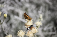Mitrodetus dentitarsis
