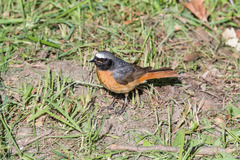 Phoenicurus phoenicurus