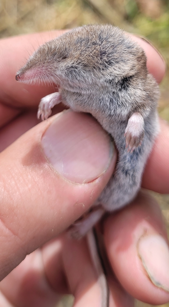 Paramushir Shrew