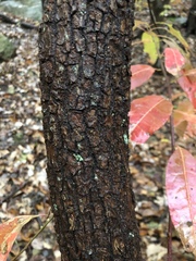 Oxydendrum