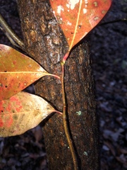Oxydendrum
