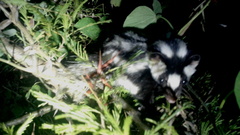 Spilogale angustifrons