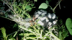 Spilogale angustifrons