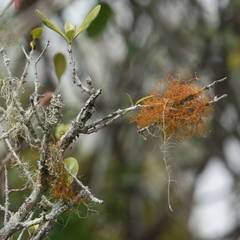 Teloschistes flavicans
