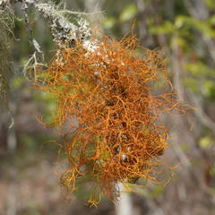 Teloschistes flavicans