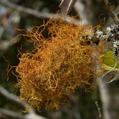 Teloschistes flavicans