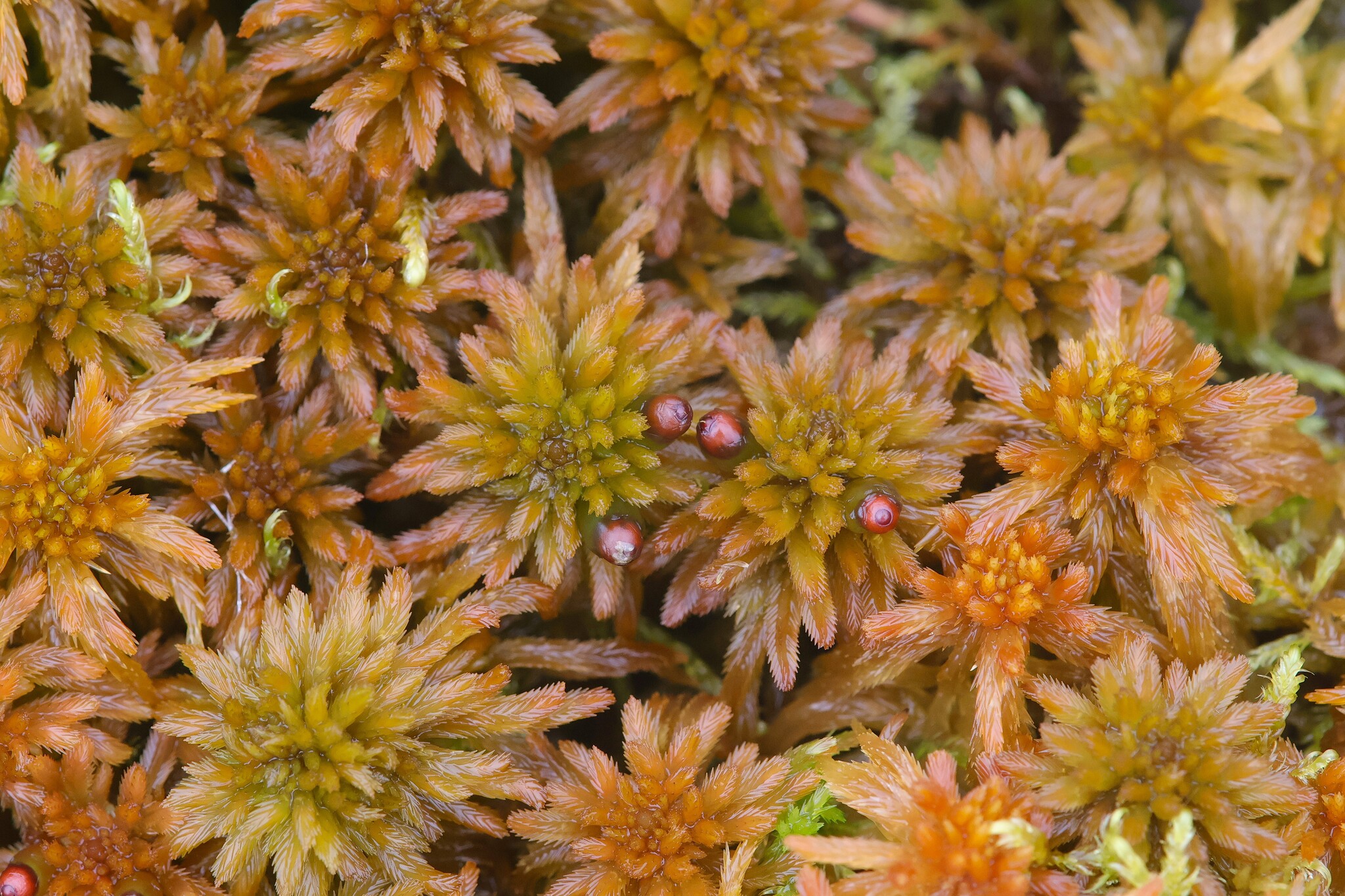 Sphagnales