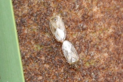 Chilacis typhae