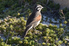 Emberiza capensis