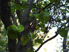 Cercis chinensis
