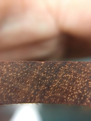 Pterocarpus macrocarpus