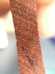 Pterocarpus macrocarpus