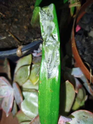 Lily Borer