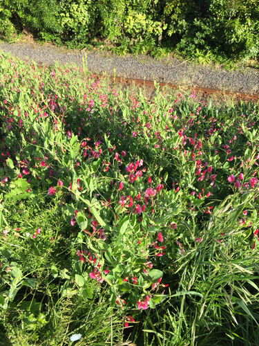 Tangier Pea