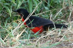 Laniarius erythrogaster