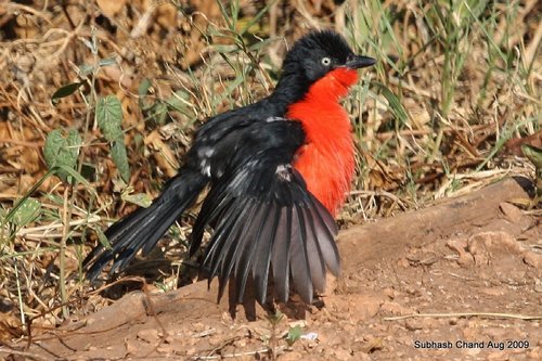 Black-headed Gonolek