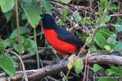 Laniarius erythrogaster