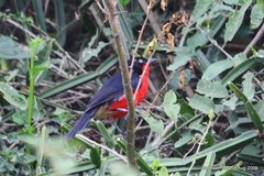 Laniarius erythrogaster