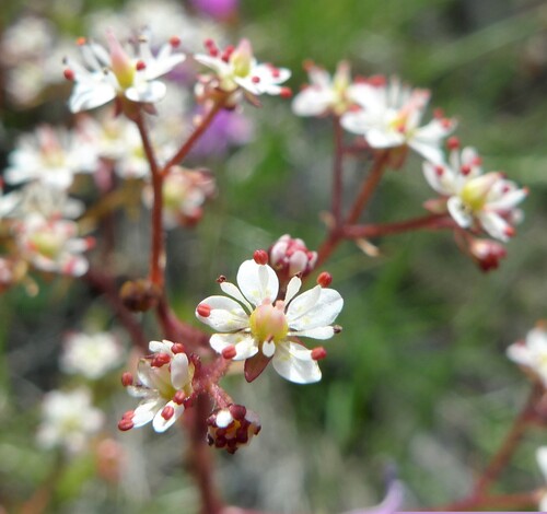 Idaho saxifrage (Saxifraga idahoensis)