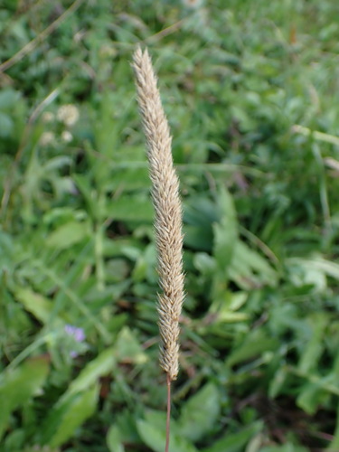 Hairy Cat's-Tail (Phleum hirsutum)