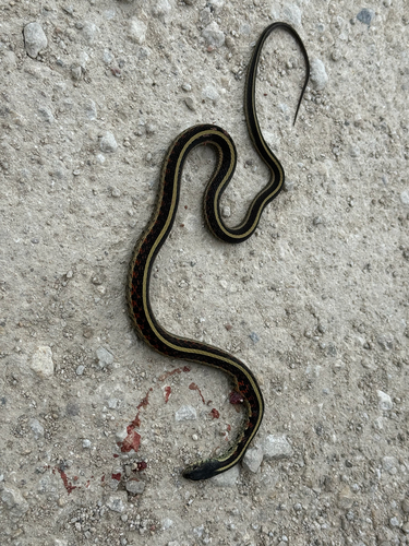 Common Garter Snake