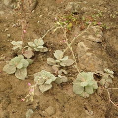 Cistanthe paniculata