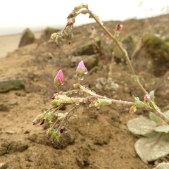 Cistanthe paniculata