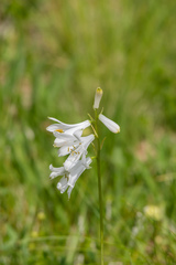 Paradisea liliastrum