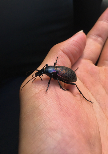 Carabus formosus