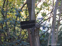 Alangium platanifolium