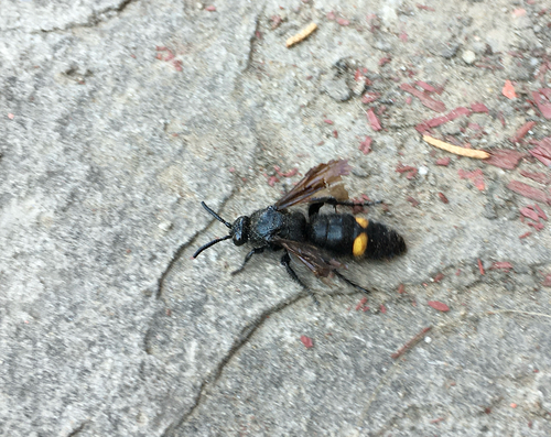 Yellow-banded Scoliid Wasp