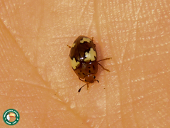 Iphiclus flavosignatus