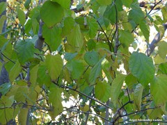 Alangium platanifolium