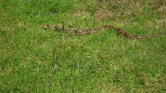Pituophis deppei