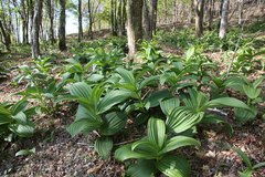 Veratrum oxysepalum