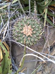 Thelocactus rinconensis