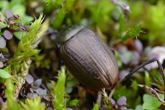 Chrysolina marginata