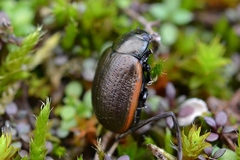 Chrysolina marginata