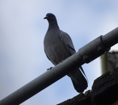 Columba livia domestica